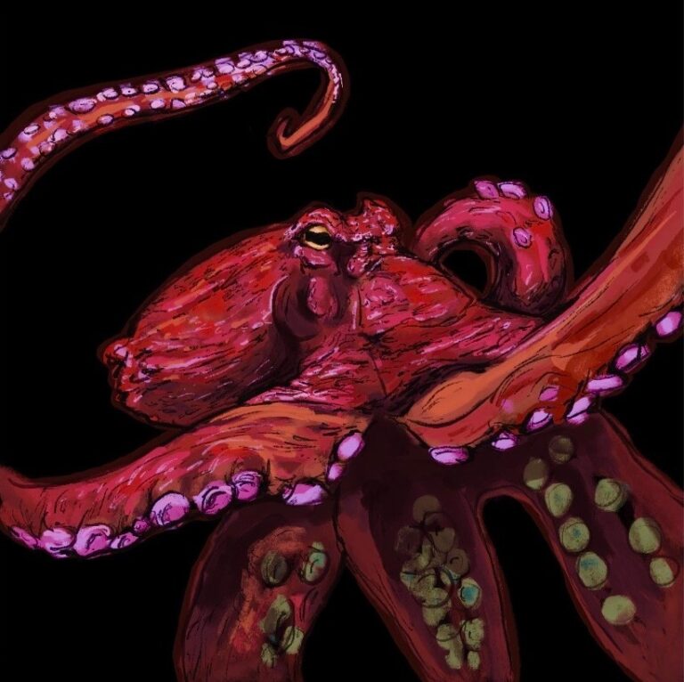 octopus