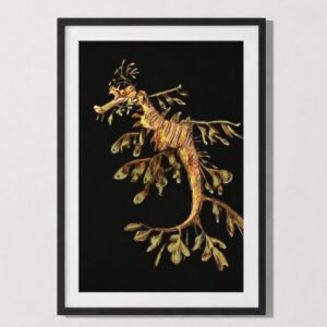 leafy sea dragon